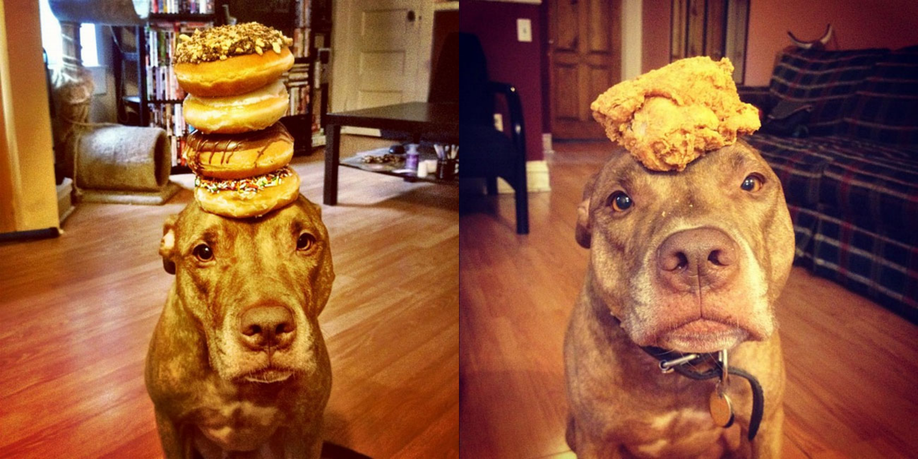 The Has Fallen Hard For A Dog That Balances Food On His Head