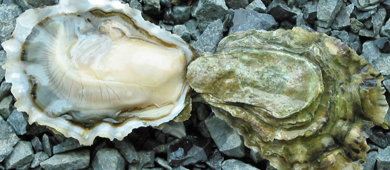 10 Things You Probably Didn't Know About Oysters - Food Republic