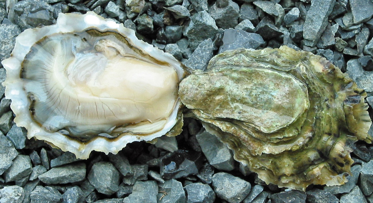 10 Things You Probably Didn't Know About Oysters - Food Republic