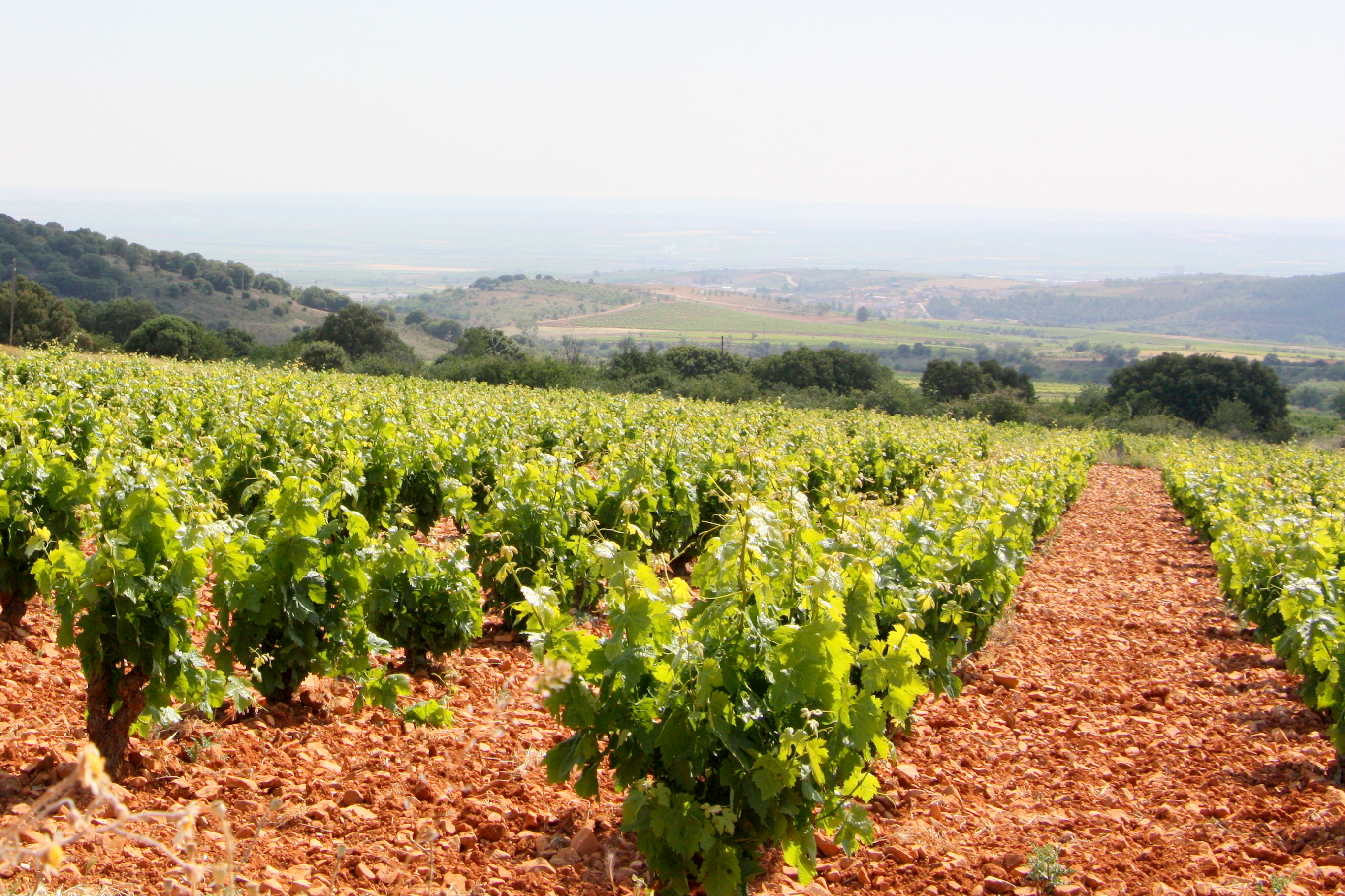 Three Top Wineries To Visit In Northern Spain Food Republic