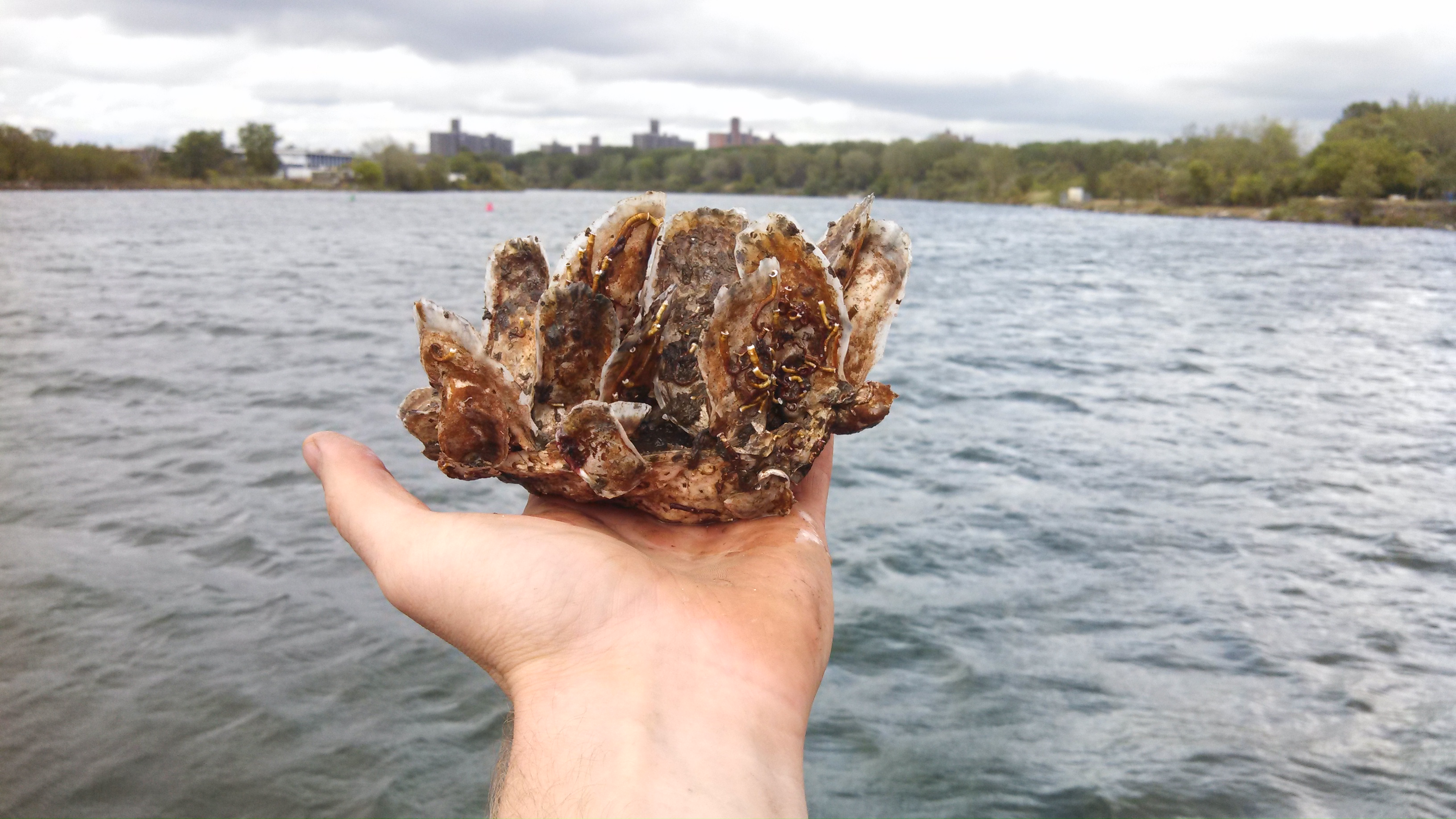 Eat Oysters At Top NYC Restaurants, Help The Ecosystem - Food Republic