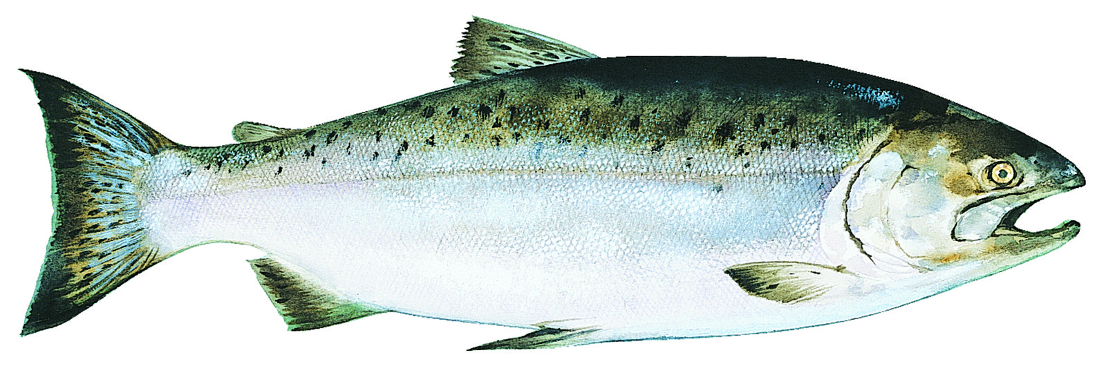 Everything You Need To Know About Wild Alaskan Salmon Food Republic