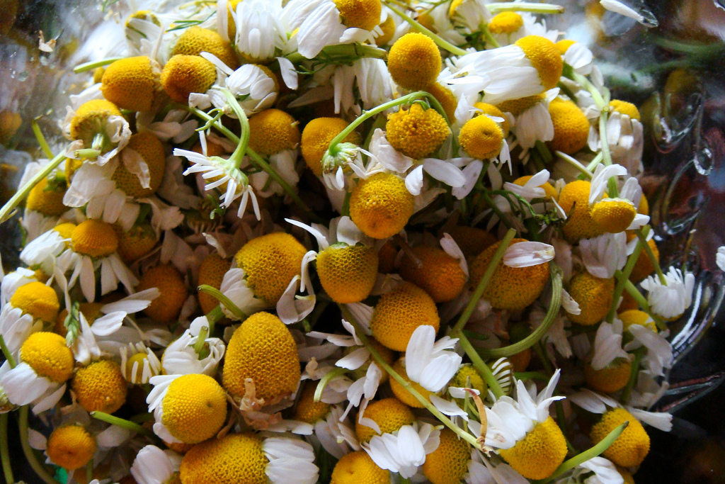 get-cooking-with-chamomile-food-republic