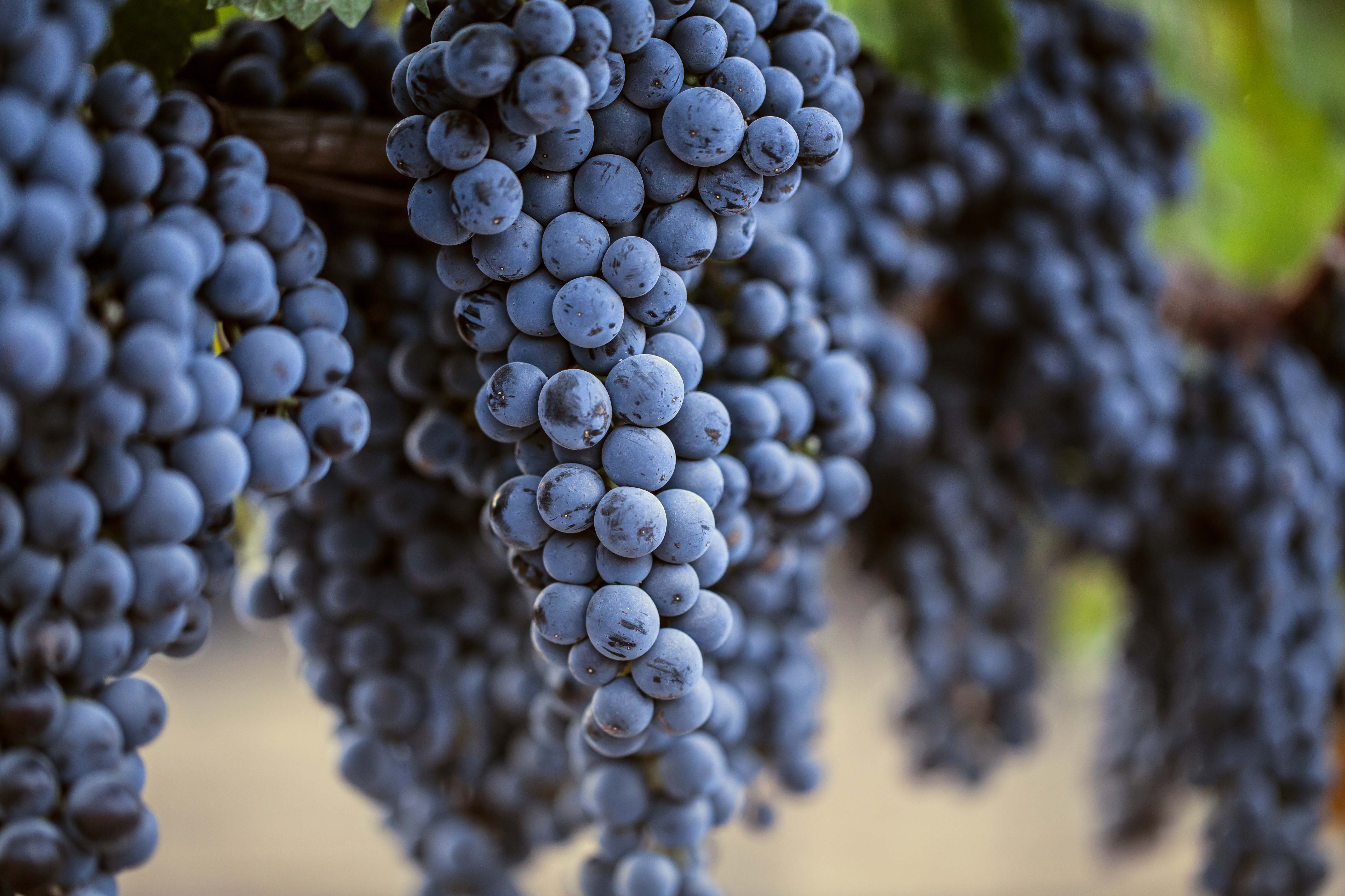 Can A Hashtag Save Merlot? Food Republic Can A Hashtag Save Merlot? Food Republic