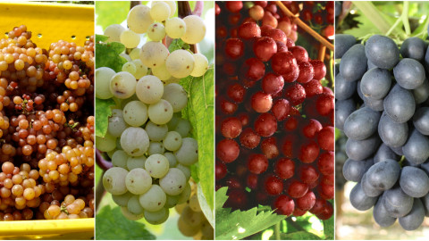 types of grapes to know photo