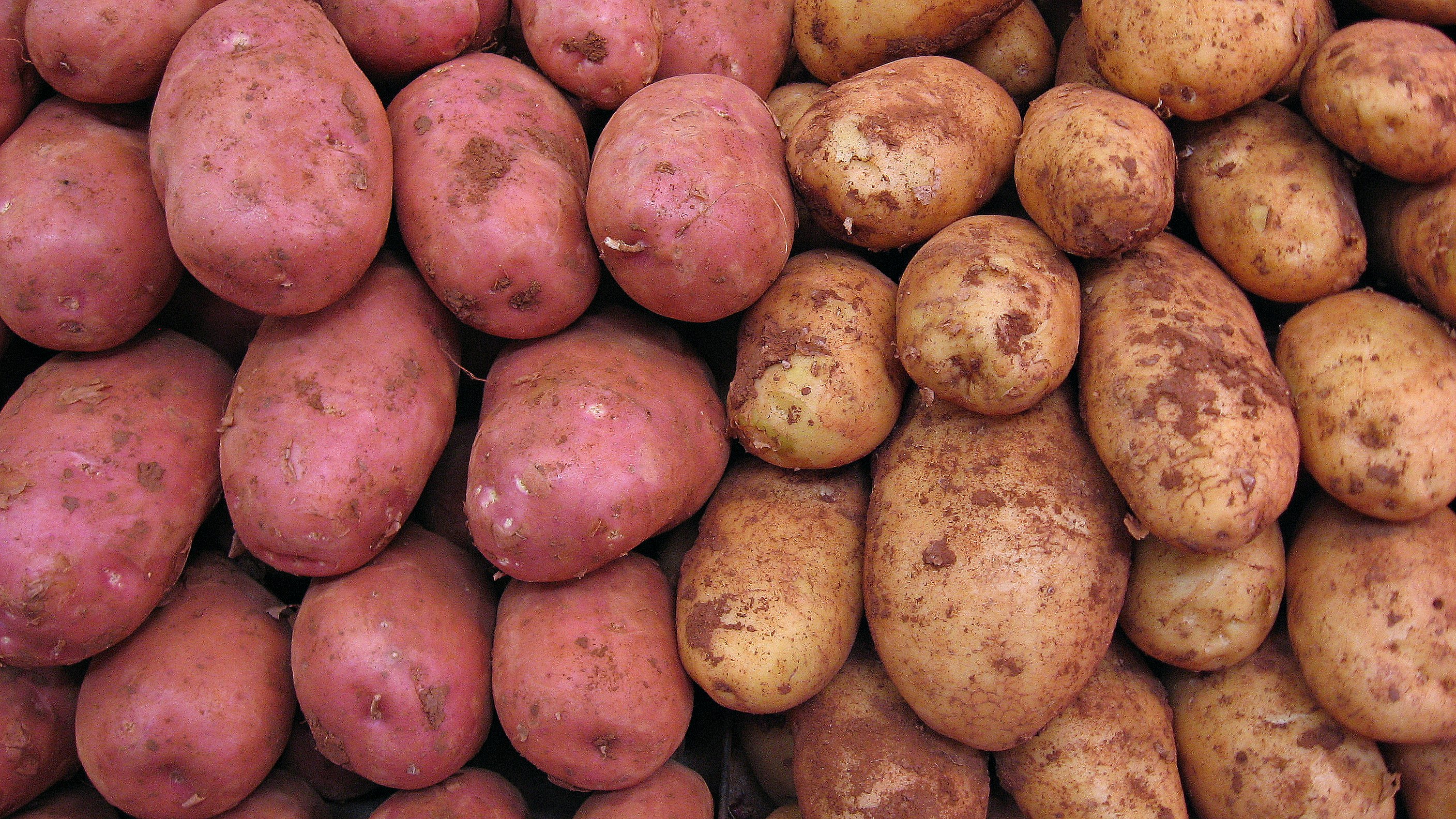 FDA Says OK To GMO Potatoes Food Republic