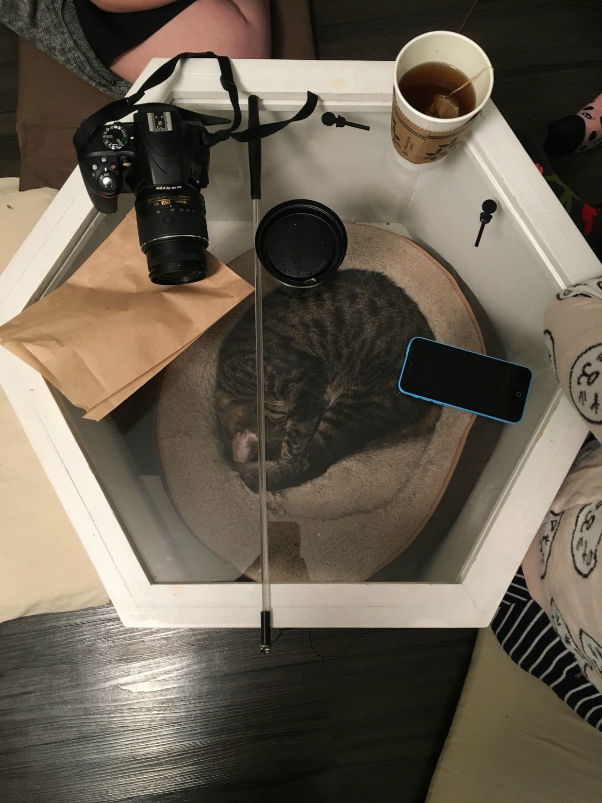 Inside NYC's Most Finicky Cat Cafés Food Republic