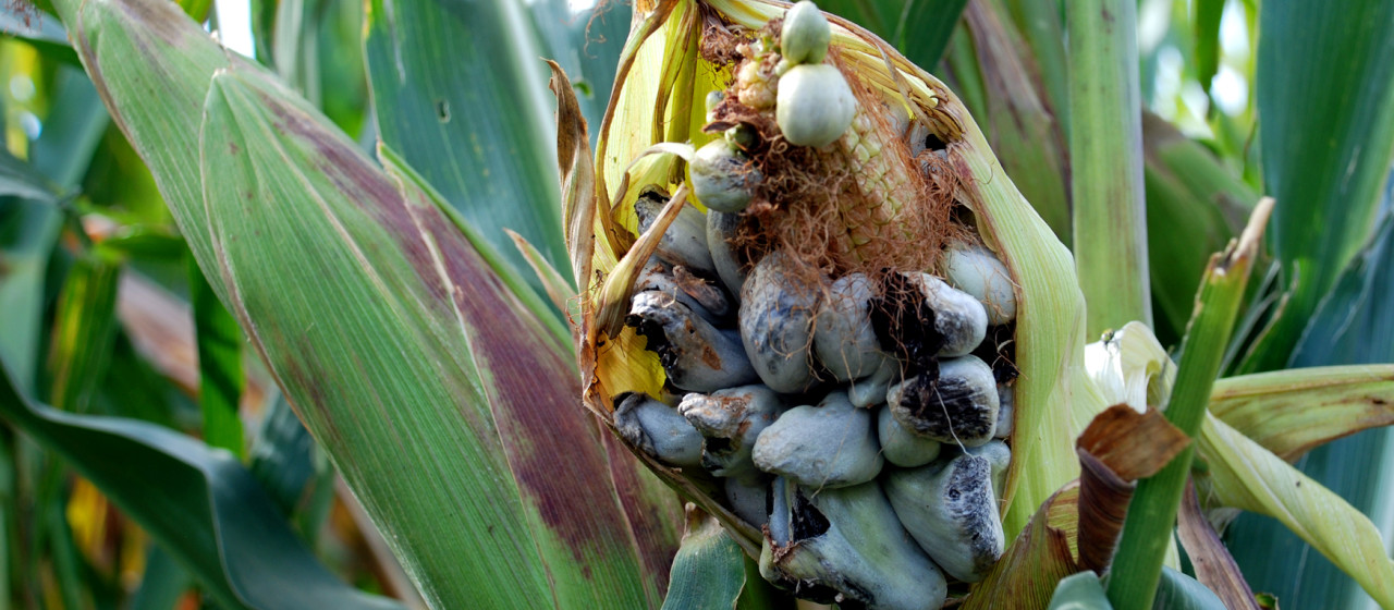 La Boda del Huitlacoche