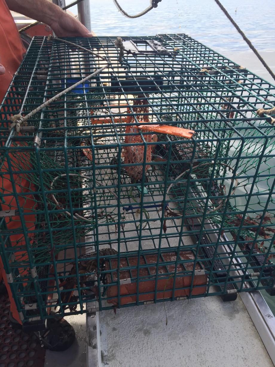 How Maine's Lobster Industry Is A Model Of Sustainable Seafood - Food ...