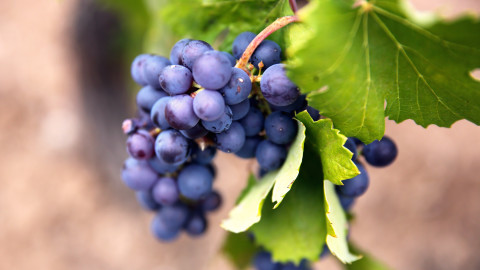 wine grapes, Provence, france.