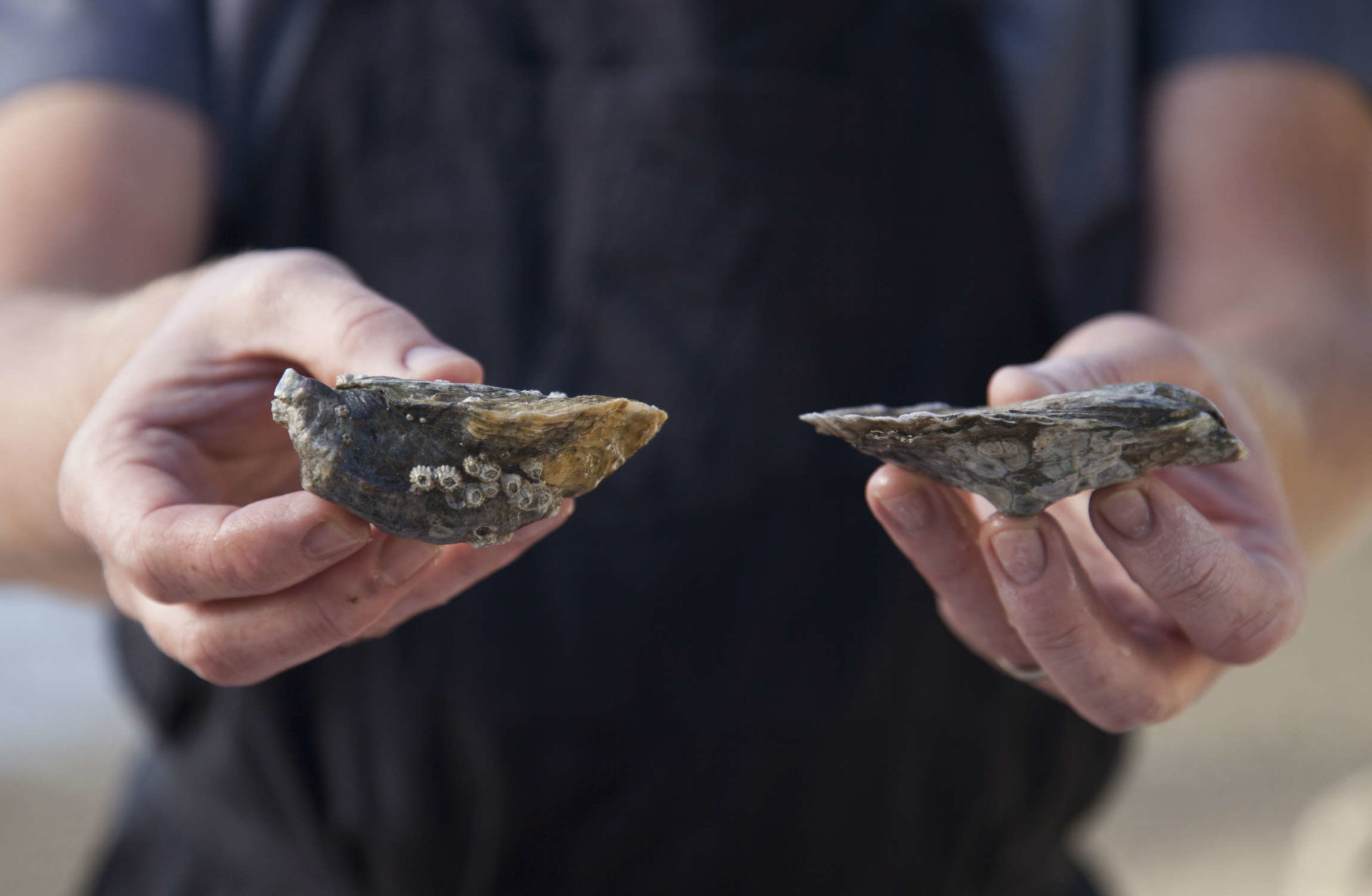 How To Pick The Best Oysters Food Republic