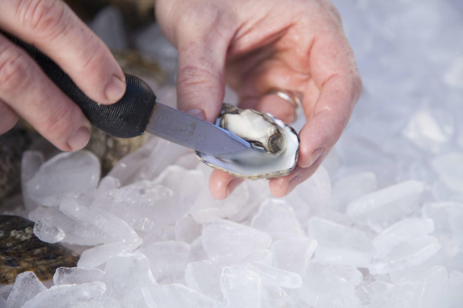 How To Pick The Best Oysters Food Republic