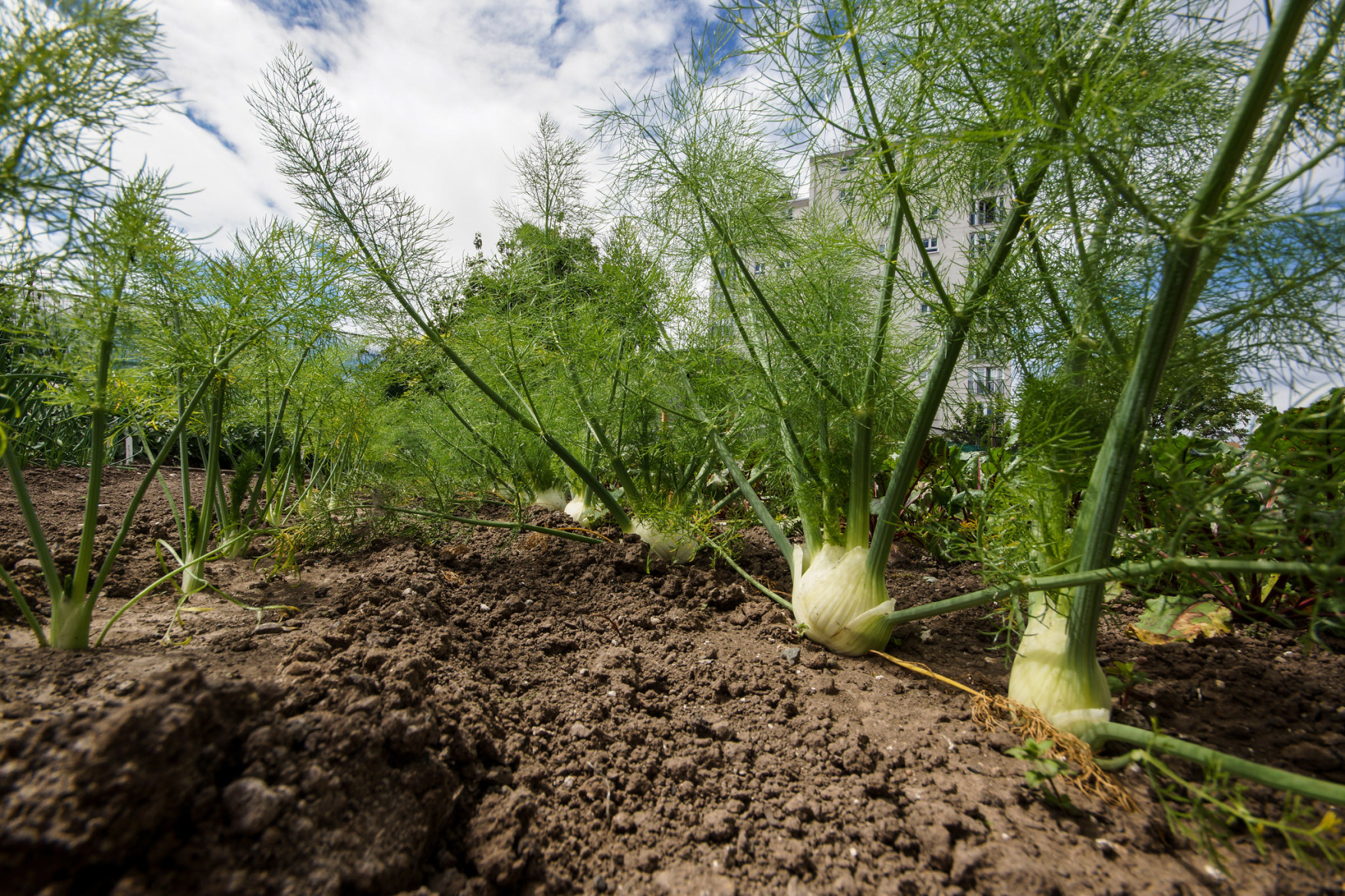 Florence Fennel by moz278 via flickr Food Republic