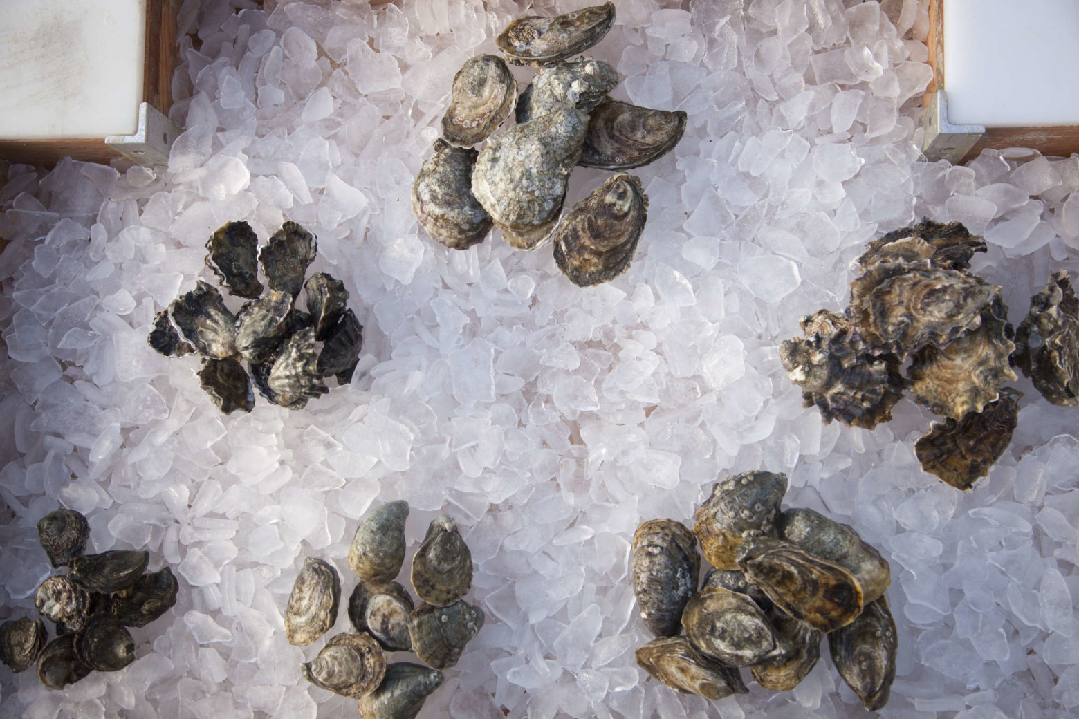 How To Pick The Best Oysters Food Republic