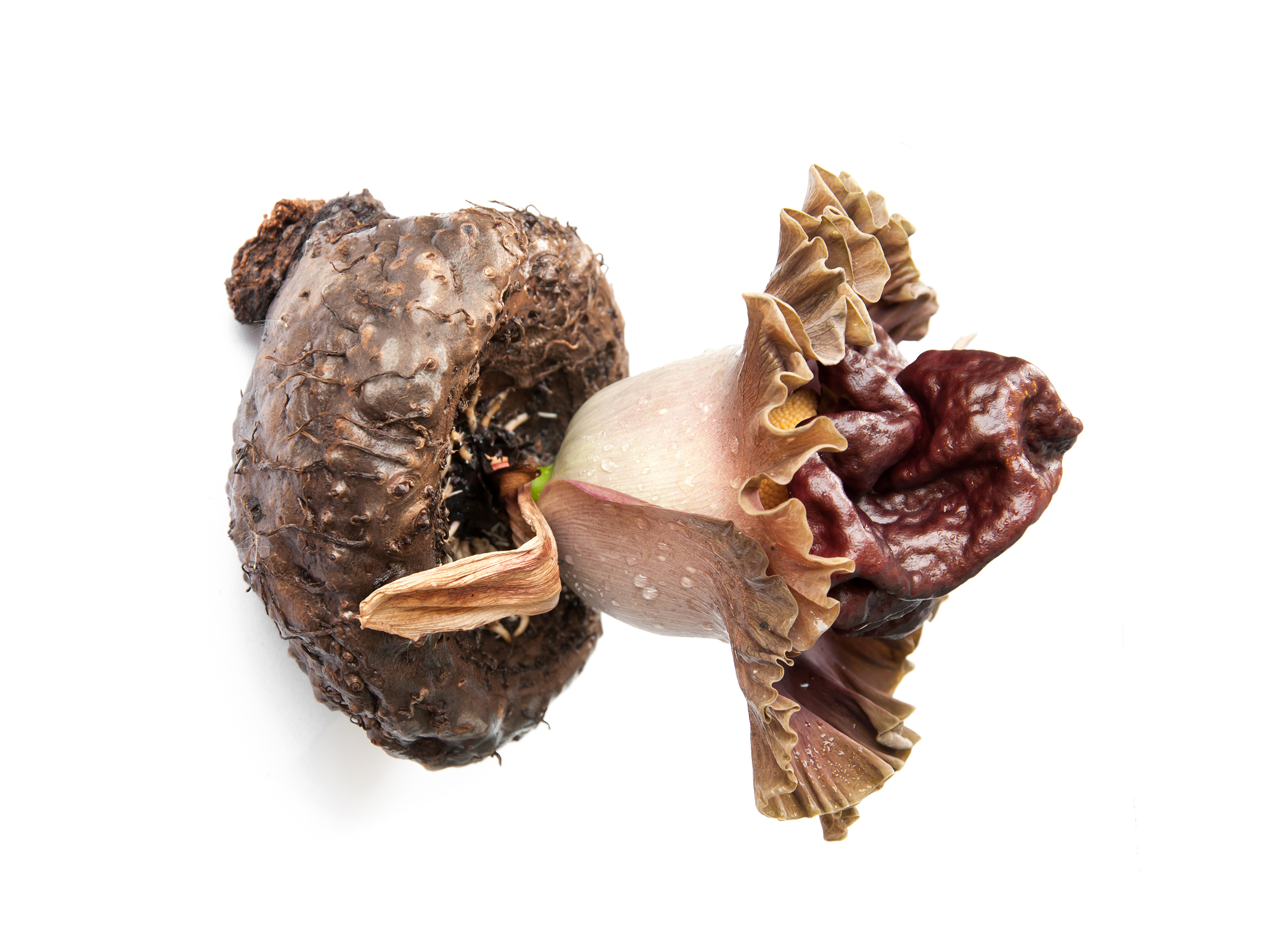 What Is Konjac Get To Know This Starchy Fibrous Plant what-is-konjac-get-to-know-this-starchy-fibrous-plant