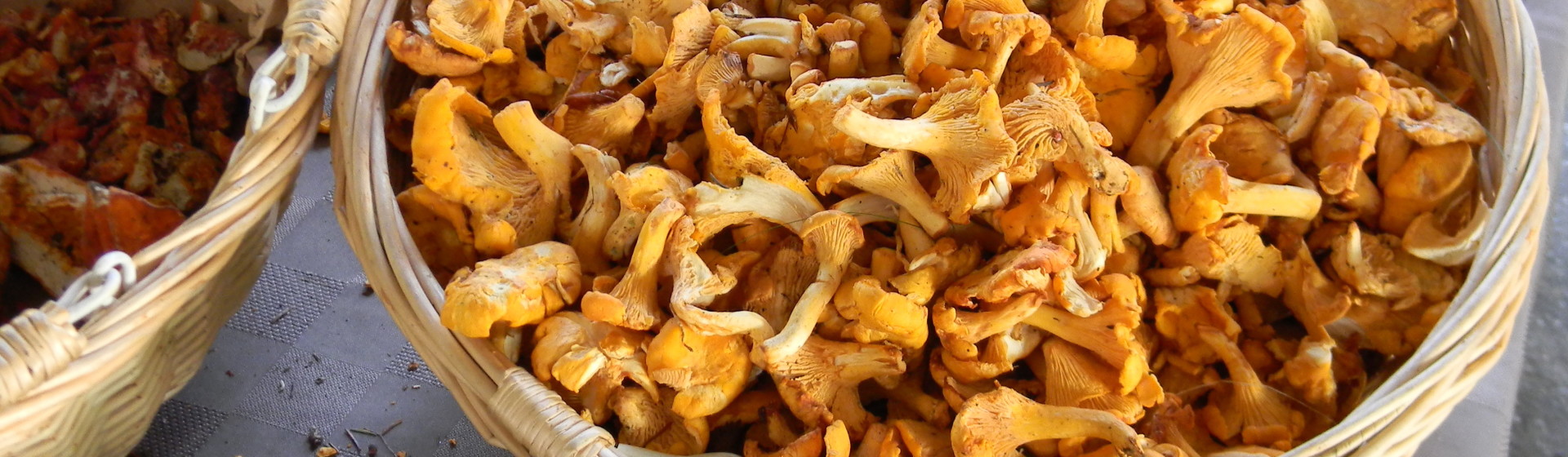 What's In Season Yellowfoot Chanterelles, A Mighty Mushroom