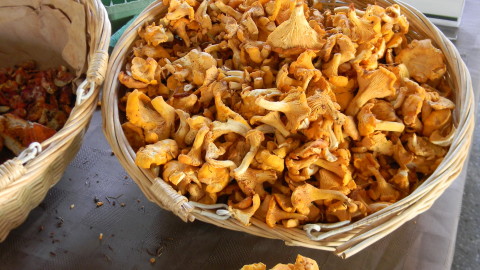 yellow foot chanterelles