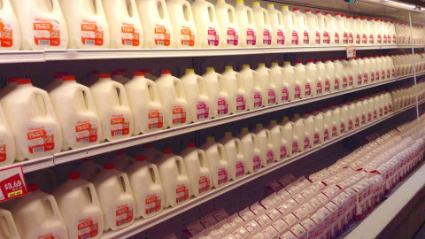 lactose intolerant