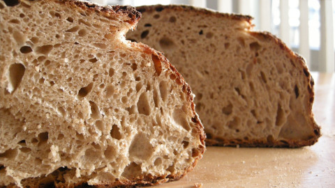 sourdough starter
