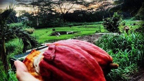 Hawaiian Craft Chocolate
