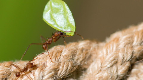 leaf-cutter ants grow their own food