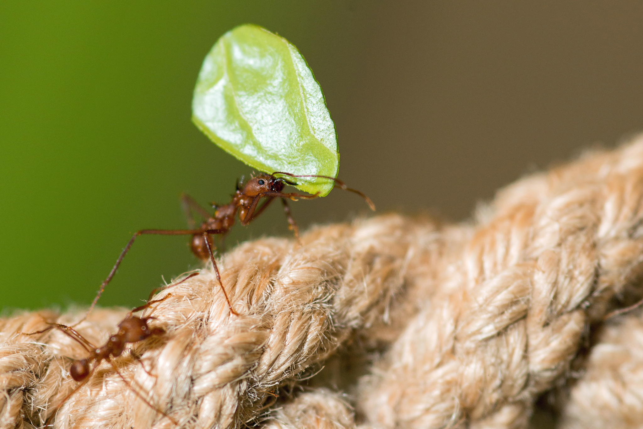 LeafCutter Ants Grow Their Own Food. Who Knew?