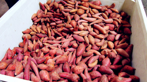 nigerian yams
