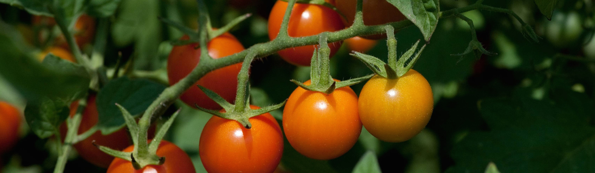 You Eat Tomato Leaves? - Food Republic