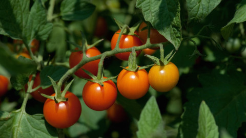 can you eat tomato leaves