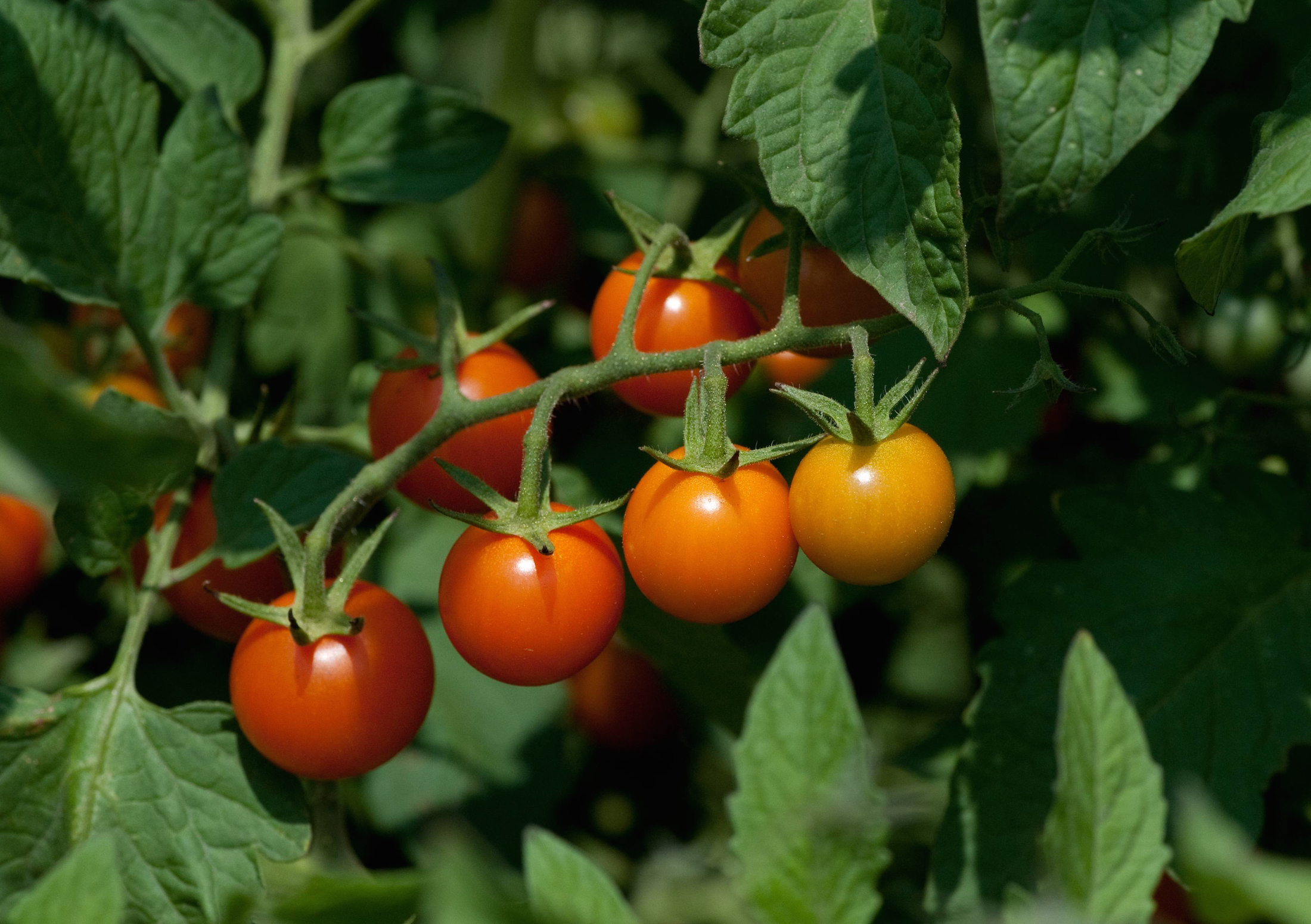 Can You Eat Tomato Leaves? - Food Republic