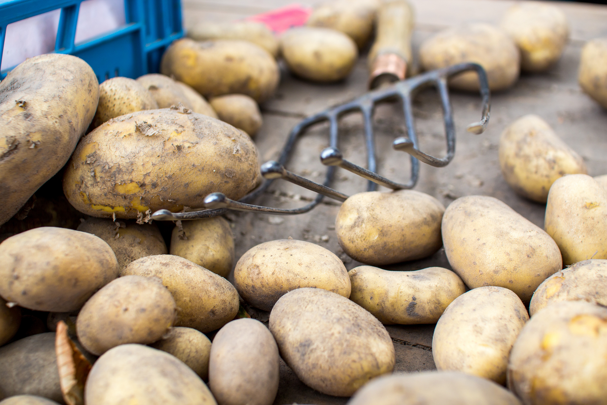 World's Oldest Mashed Potatoes Discovered In Utah Food Republic