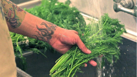 The Real Dill