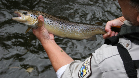 atlantic salmon