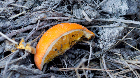 Orange Pulp