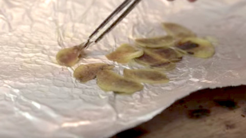 Photon Laser Potato Chips