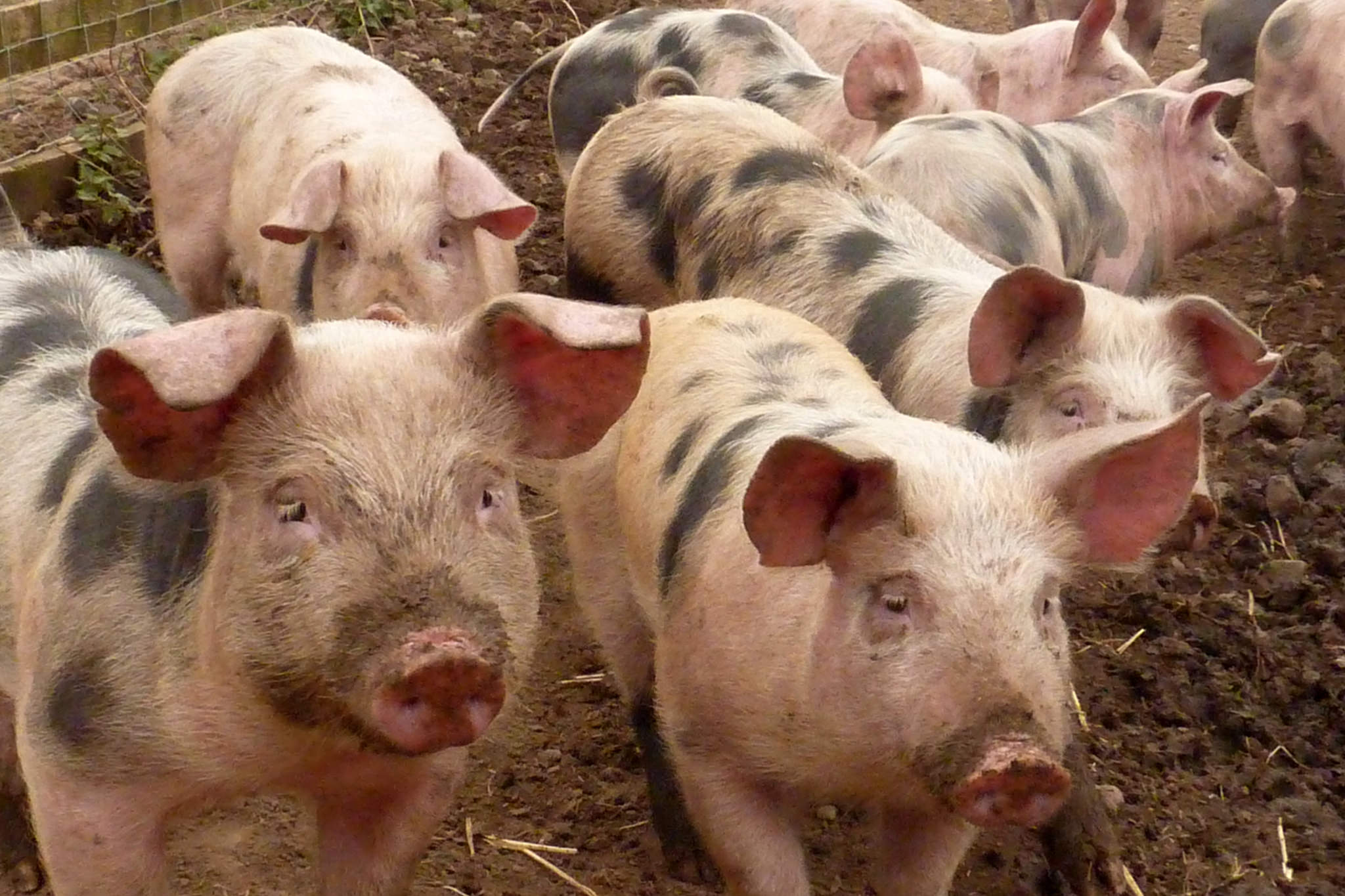 Chinese Scientists Are Making Real Life 'Okja' Pigs