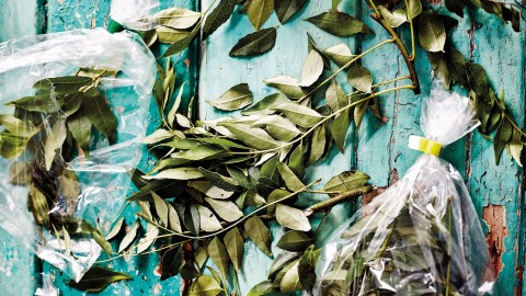 use curry leaves