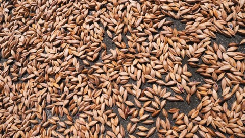 pili nut