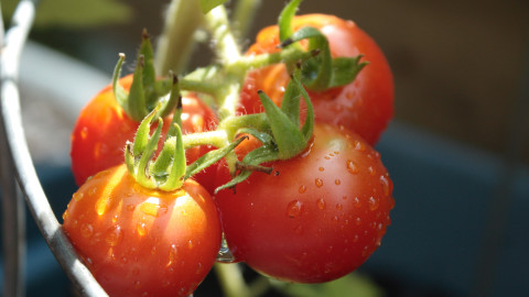 More Nutritious Tomatoes