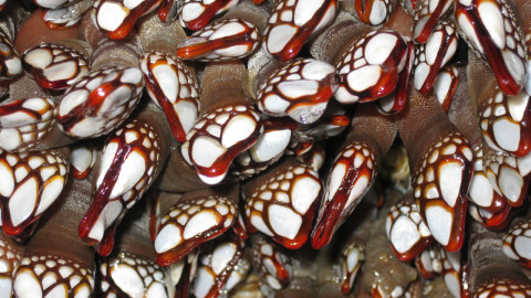 gooseneck barnacles