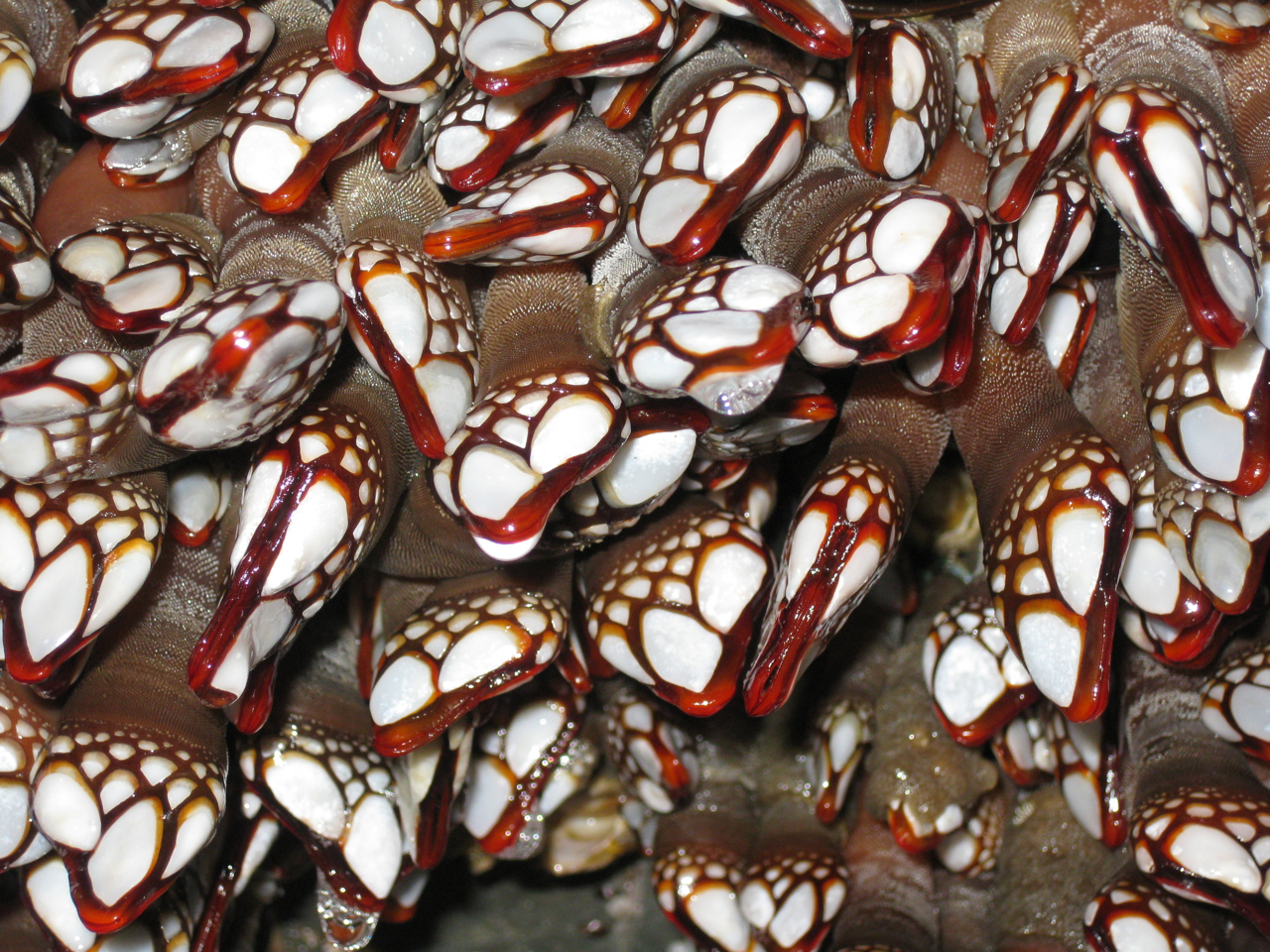 gooseneck barnacles