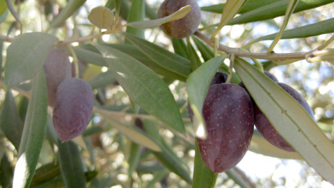olive harvesting machines